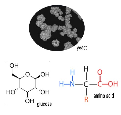 folic acid fermentation